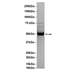 Eurofins DiscoverX JNK2 2/SAPK1a Protein, Active 10 &mu;g | Buy Online | Eurofins DiscoverX | Fisher Scientific
